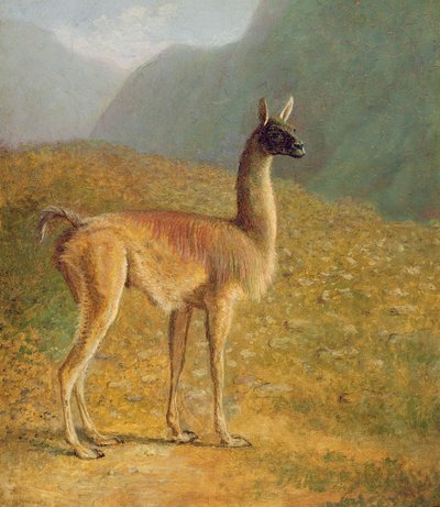 Guanako, ca. 1848 von Jacques Laurent Agasse